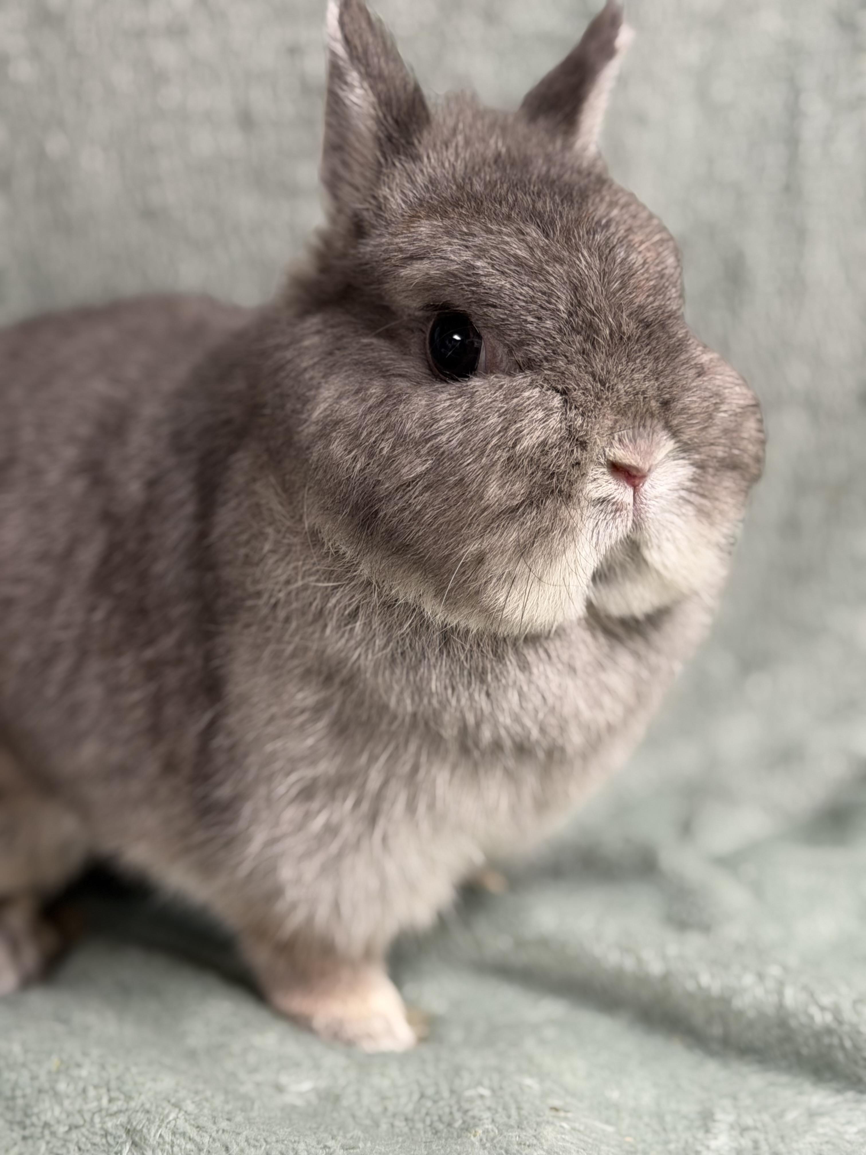 Enlarge Norah, a ADOPTABLE Netherland Dwarf in Edinburg, PA image 3/6