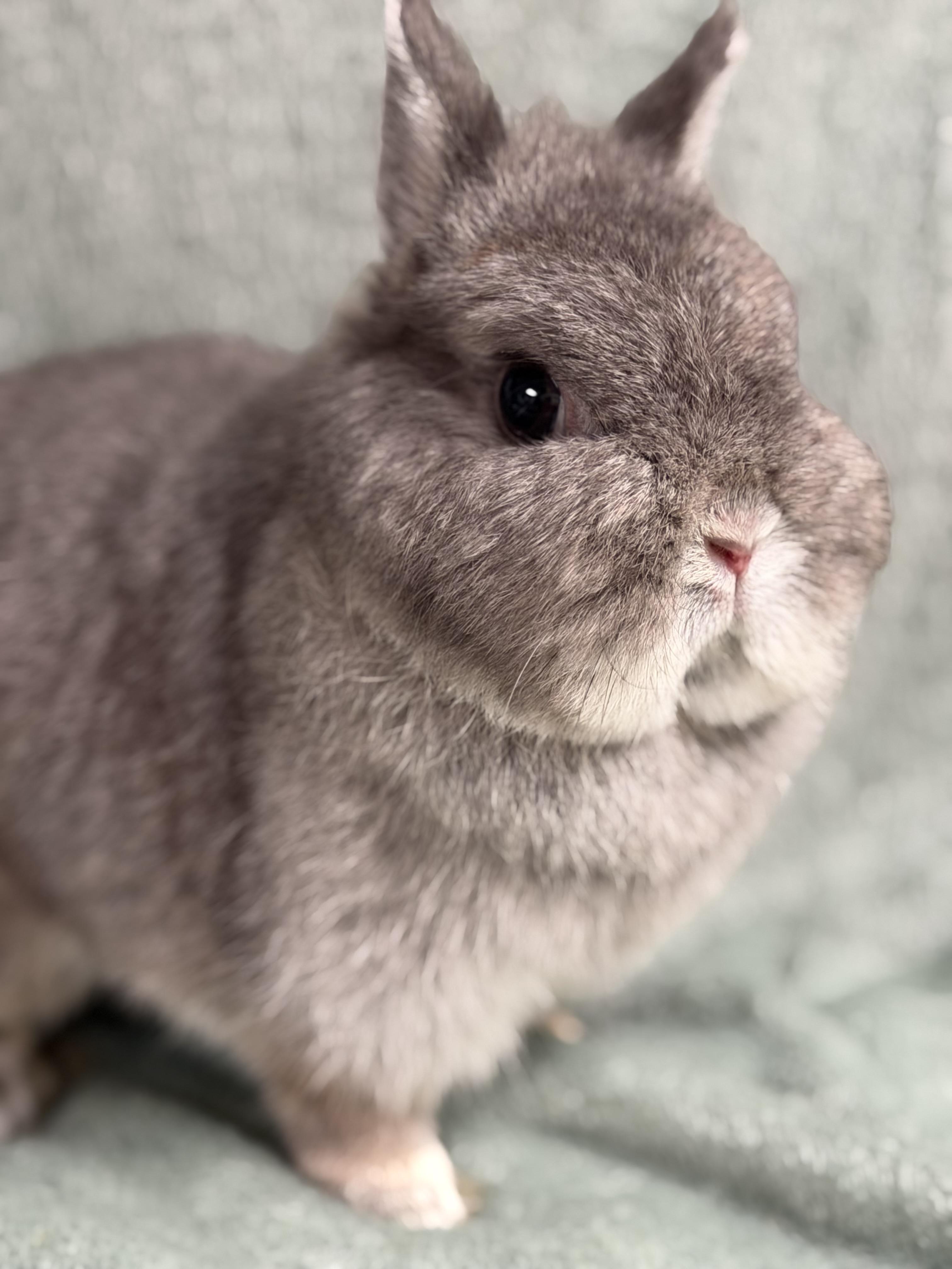 Norah, ADOPTABLE, Adult Female Netherland Dwarf.
