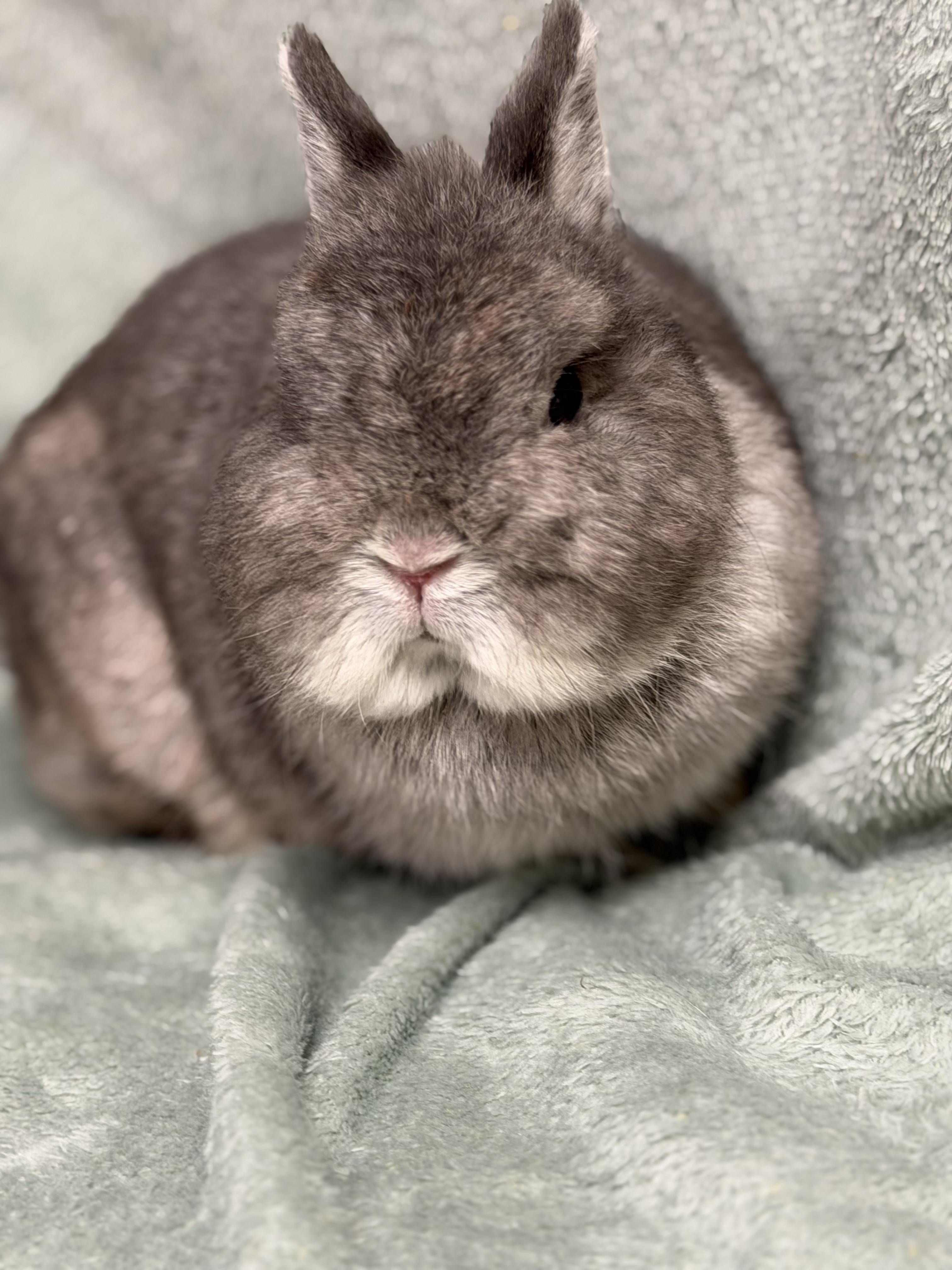 Enlarge Norah, a ADOPTABLE Netherland Dwarf in Edinburg, PA image 5/6