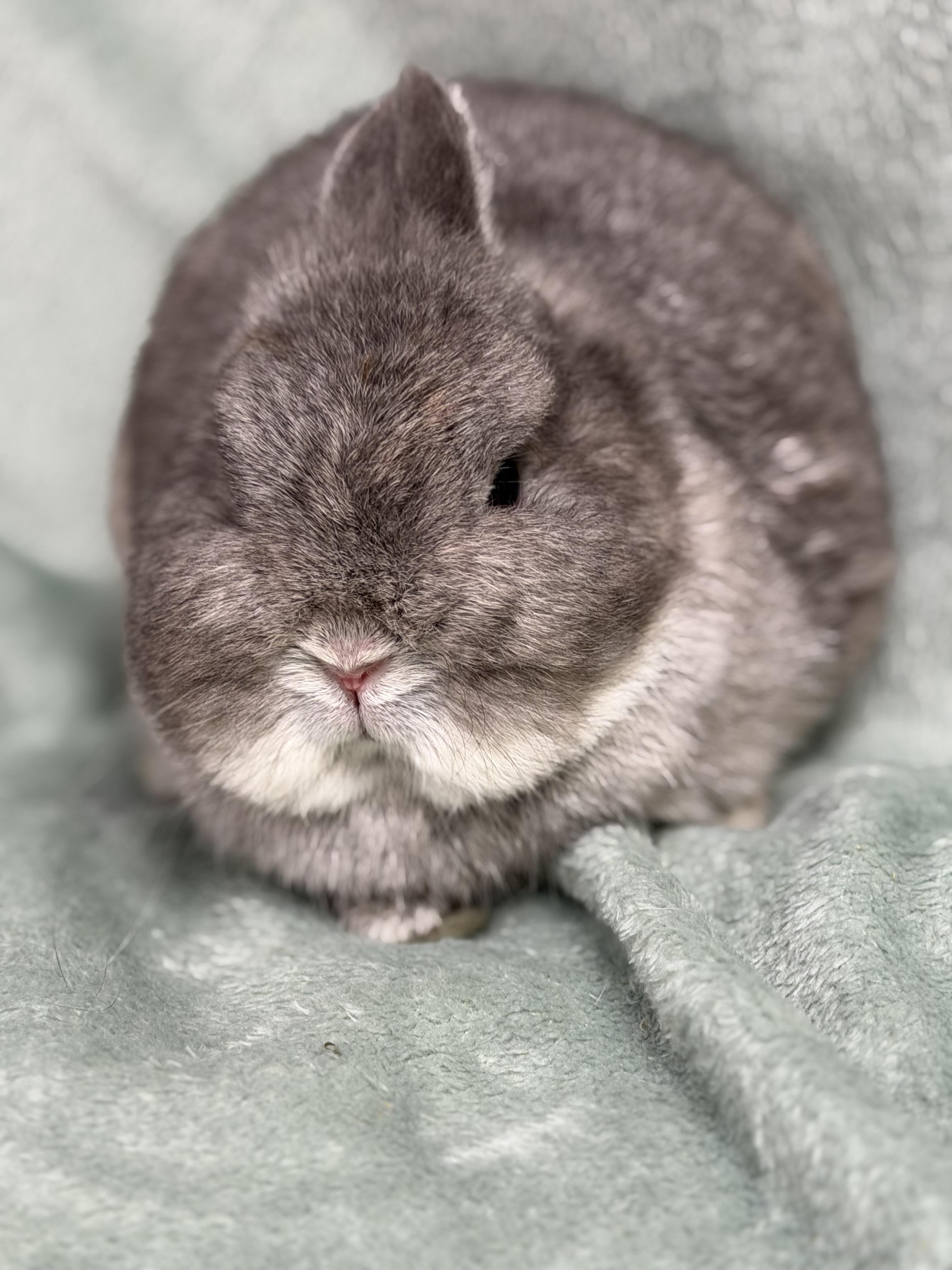 Enlarge Norah, a ADOPTABLE Netherland Dwarf in Edinburg, PA image 4/6