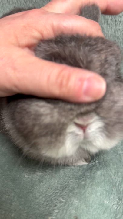 Enlarge Norah, a ADOPTABLE Netherland Dwarf in Edinburg, PA video 6/6