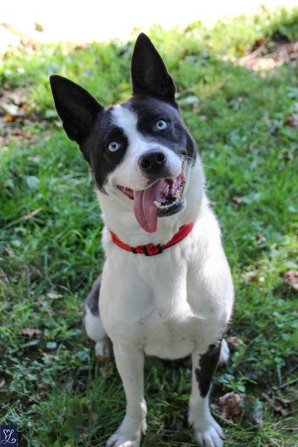 Enlarge Tessa, a ADOPTABLE mixed breed in Rochester, NY image 2/6