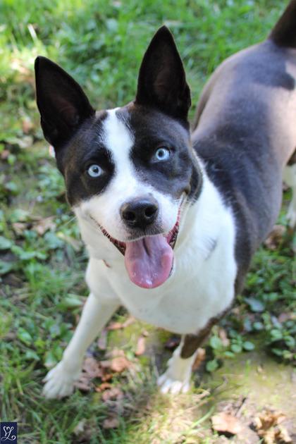 Enlarge Tessa, a ADOPTABLE mixed breed in Rochester, NY image 6/6