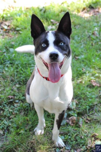 Enlarge Tessa, a ADOPTABLE mixed breed in Rochester, NY image 5/6