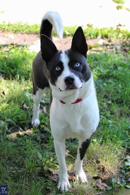 Tessa, ADOPTABLE, Adult Female Husky.