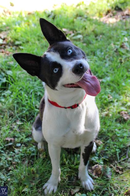 Enlarge Tessa, a ADOPTABLE mixed breed in Rochester, NY image 3/6