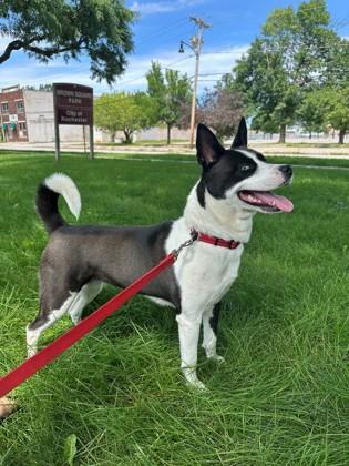 Enlarge Tessa, a ADOPTABLE mixed breed in Rochester, NY image 4/6