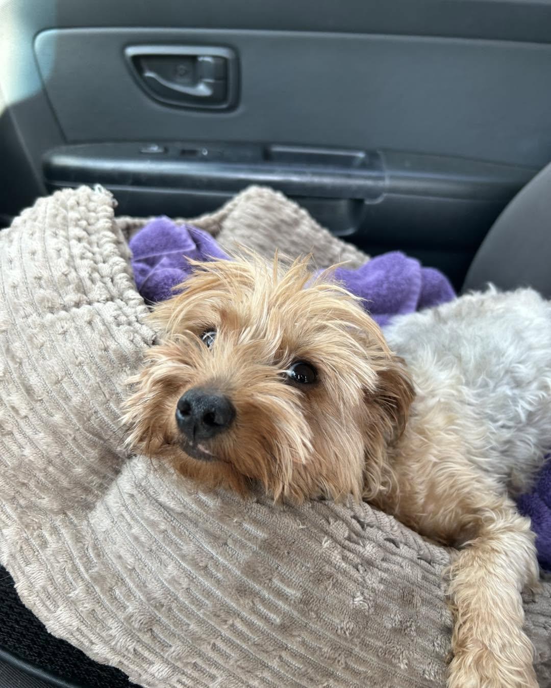 Enlarge Maggie, an adopted mixed breed in Winsted, CT image 3/4
