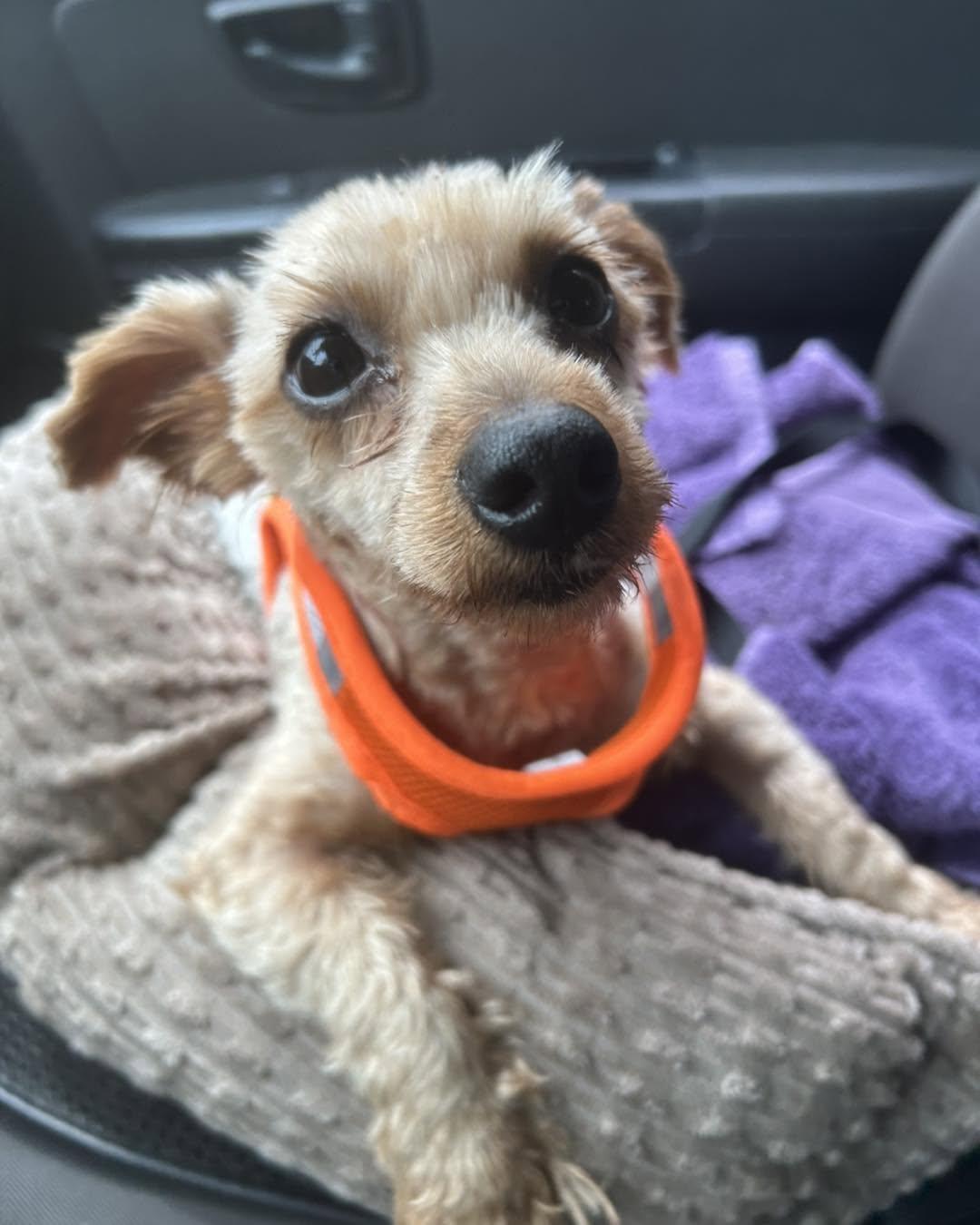 Maggie, adopted, Young Female Yorkshire Terrier.