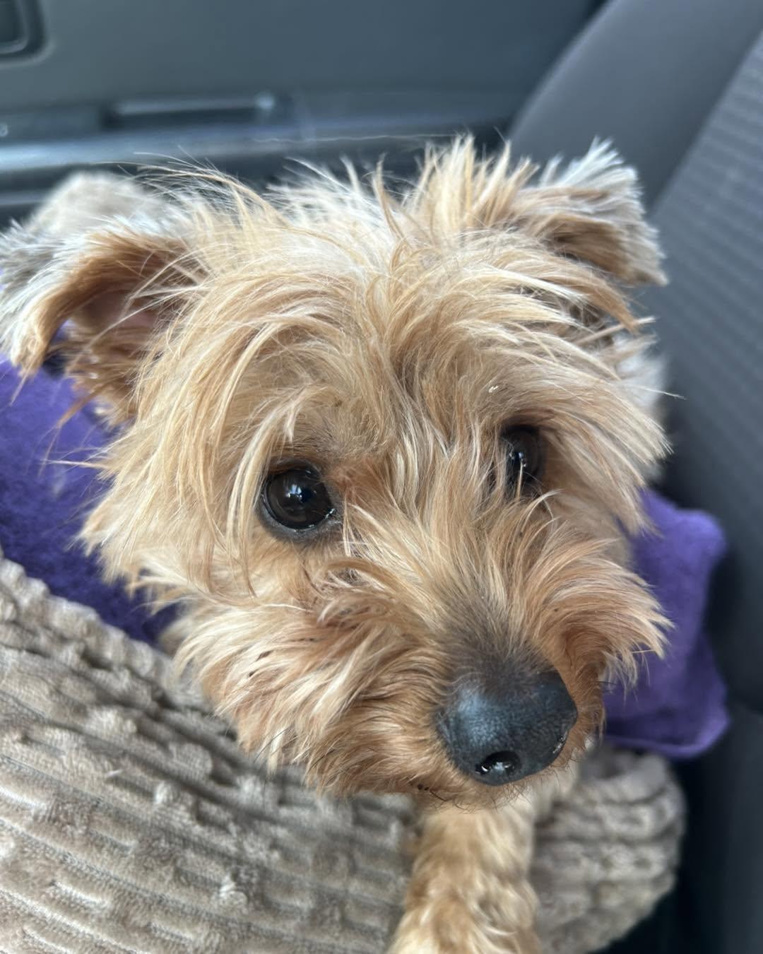 Enlarge Maggie, an adopted mixed breed in Winsted, CT image 4/4