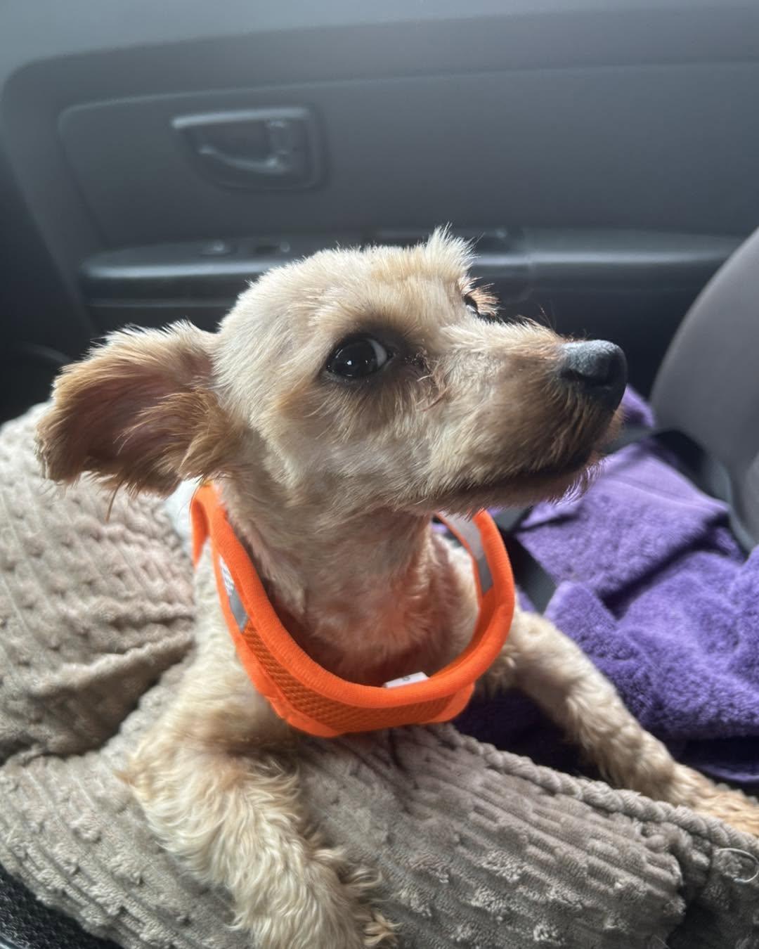 Enlarge Maggie, an adopted mixed breed in Winsted, CT image 2/4