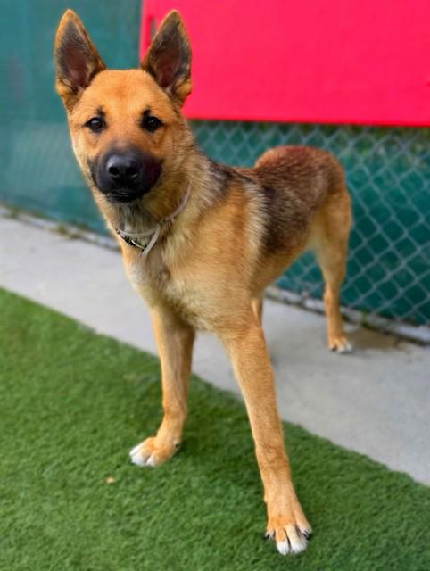 YOTE, Adoptable, Young Male German Shepherd Dog.