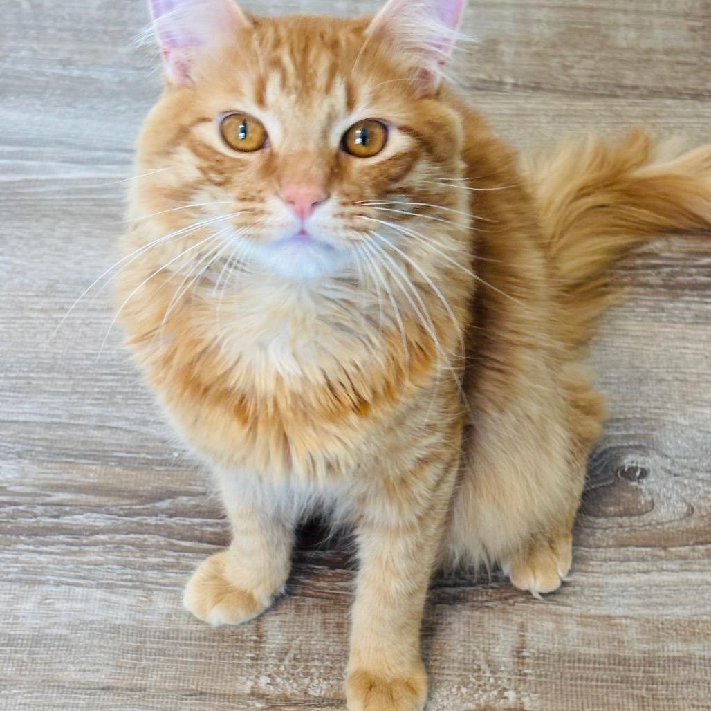 Enlarge Trix, a Adoptable Domestic Long Hair in Grantsville, UT image 1/2