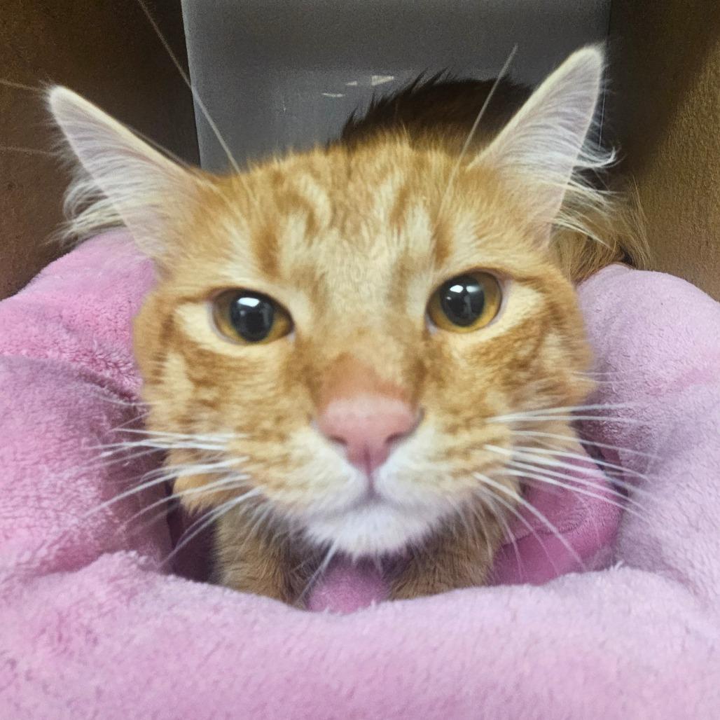 Enlarge Trix, a Adoptable Domestic Long Hair in Grantsville, UT image 2/2