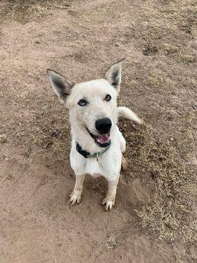 Knox, an adoptable Cattle Dog in Midland, TX, 79705 | Photo Image 1