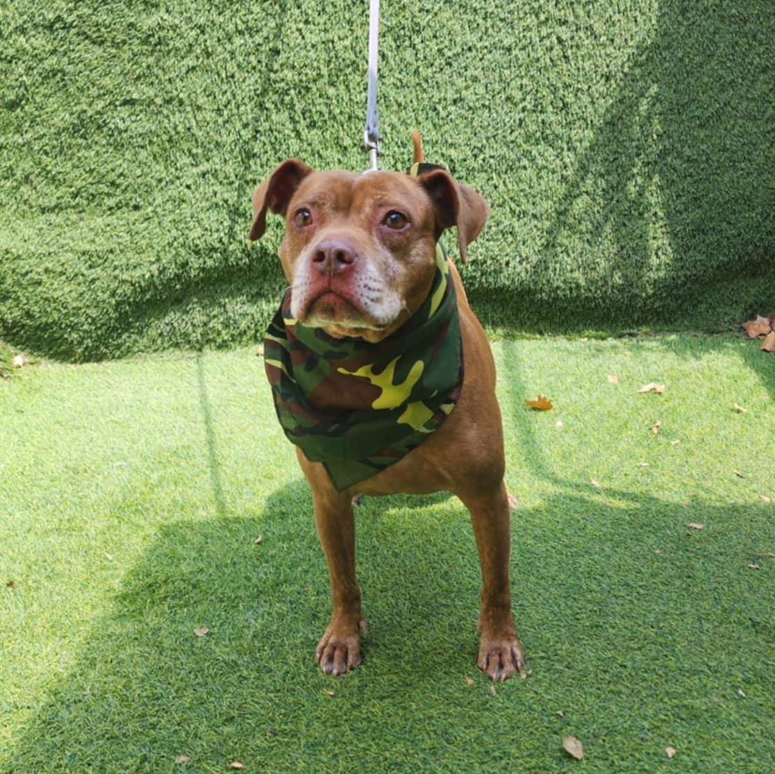 Chevy — thumbnail 2