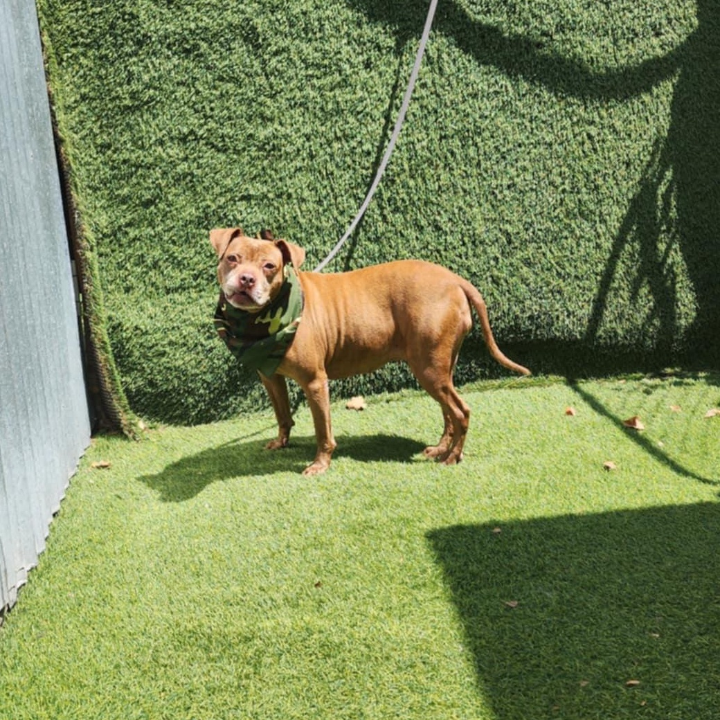 Chevy — thumbnail 3