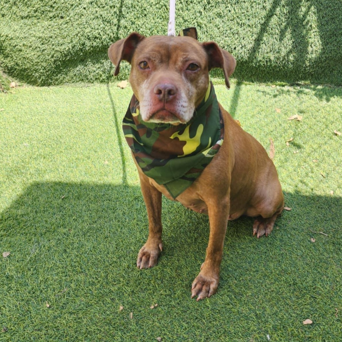 Chevy — thumbnail 6