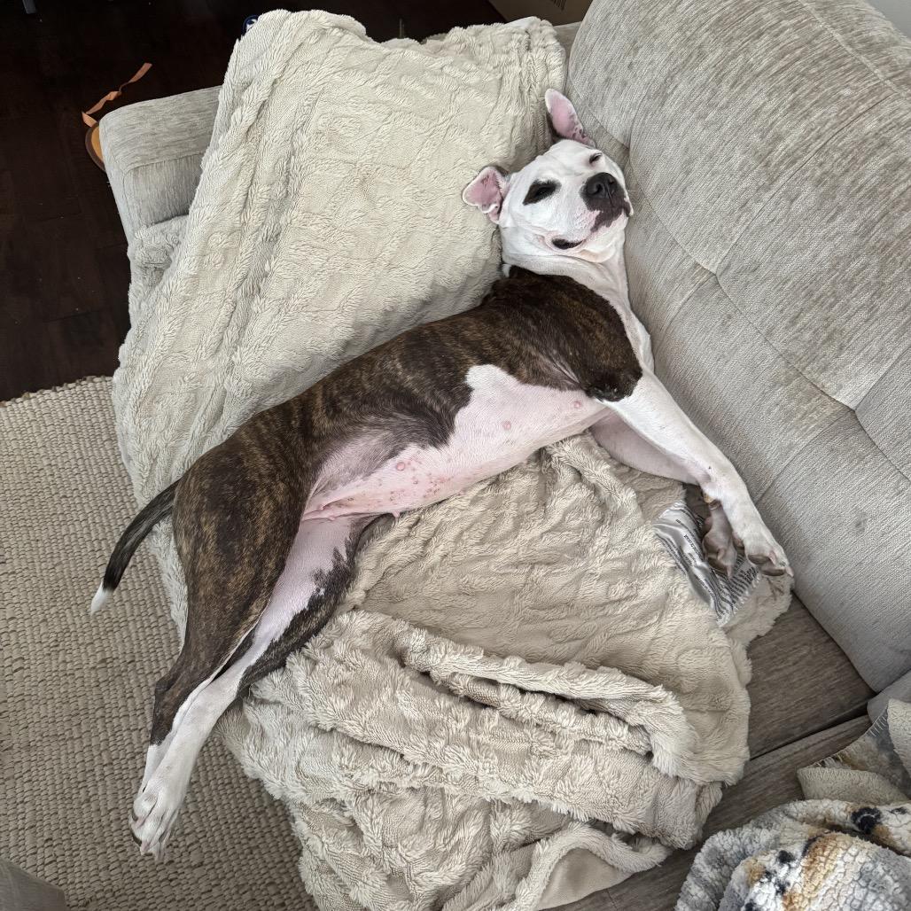 Winnie (Maleni), Adoptable, Adult Female Pit Bull Terrier.