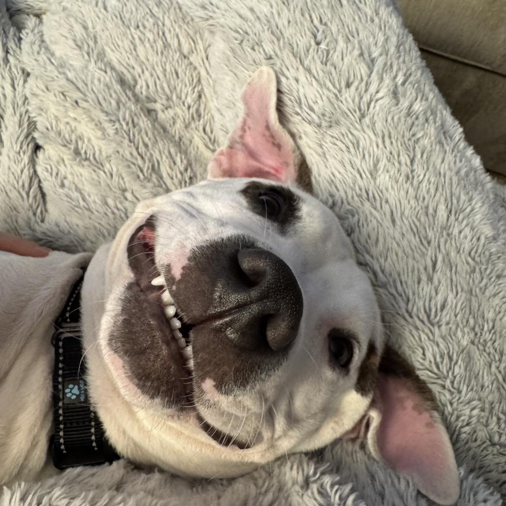 Enlarge Winnie (Maleni), a Adoptable Pit Bull Terrier in Reisterstown, MD image 2/6