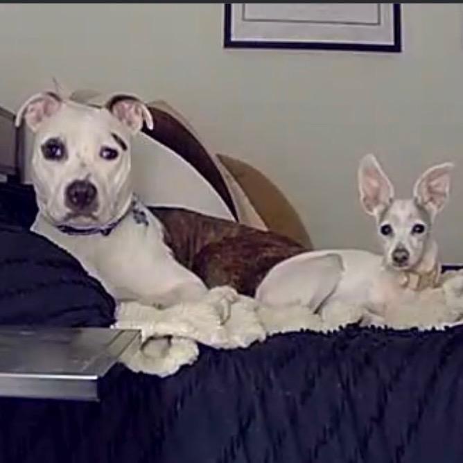 Enlarge Winnie (Maleni), a Adoptable Pit Bull Terrier in Reisterstown, MD image 3/6