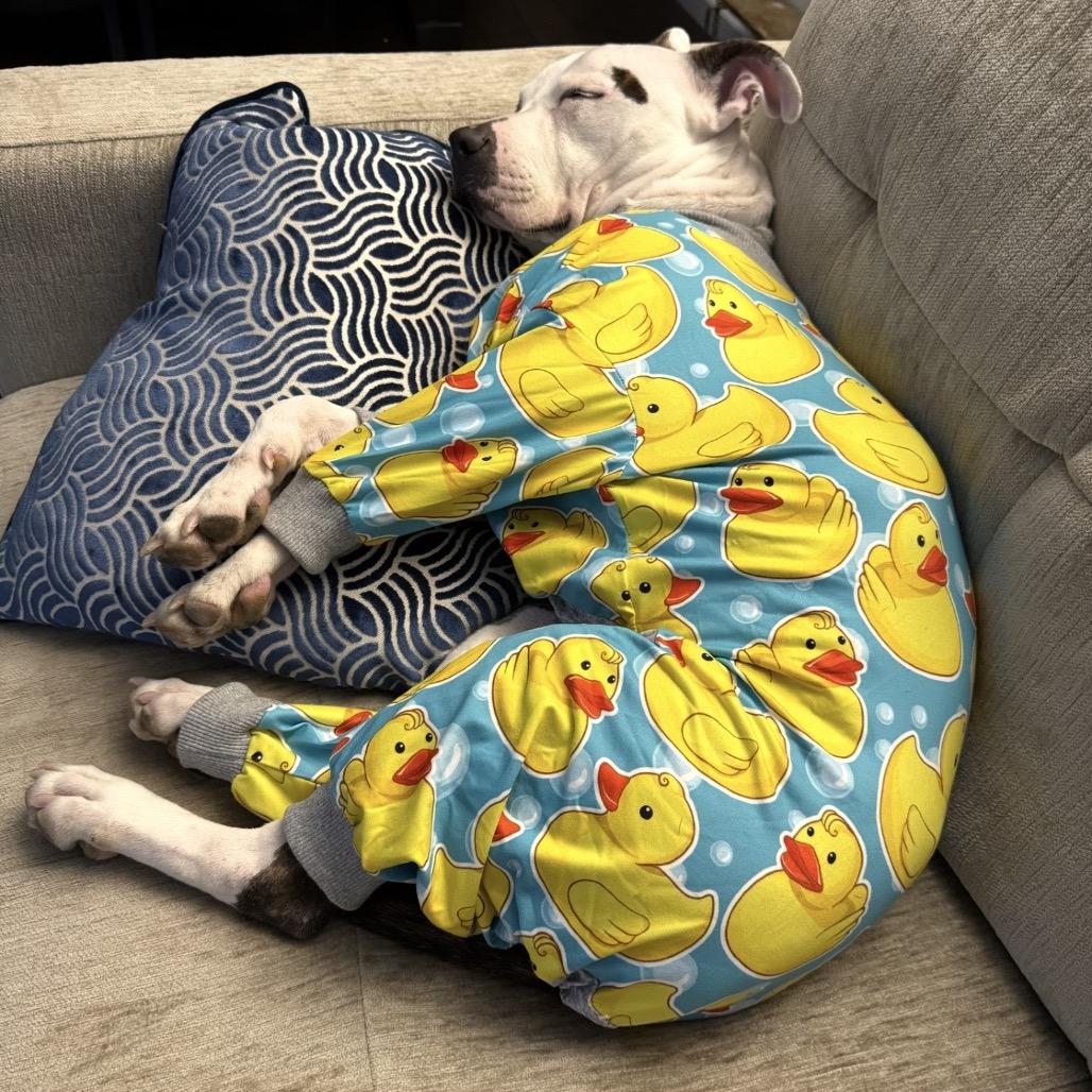 Enlarge Winnie (Maleni), a Adoptable Pit Bull Terrier in Reisterstown, MD image 4/6