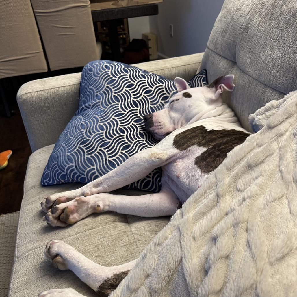 Enlarge Winnie (Maleni), a Adoptable Pit Bull Terrier in Reisterstown, MD image 5/6