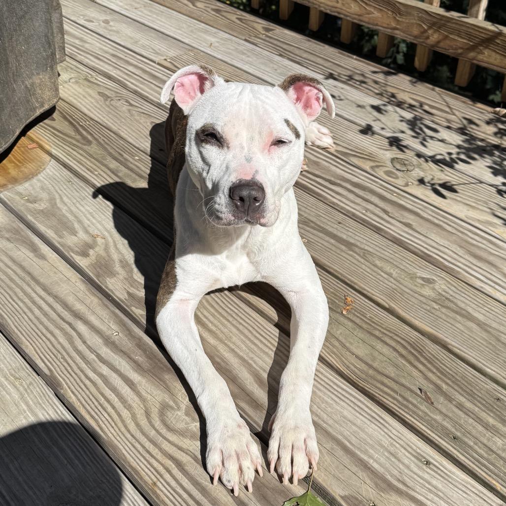 Enlarge Winnie (Maleni), a Adoptable Pit Bull Terrier in Reisterstown, MD image 6/6