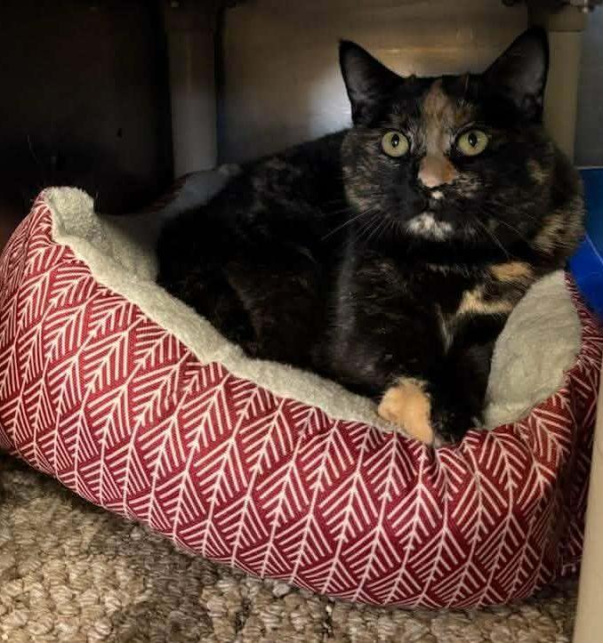 Enlarge MaryAnn Speckles, a ADOPTABLE mixed breed in Portage, WI image 1/2