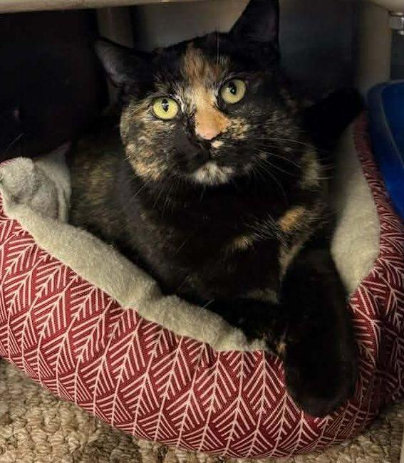 Enlarge MaryAnn Speckles, a ADOPTABLE mixed breed in Portage, WI image 2/2