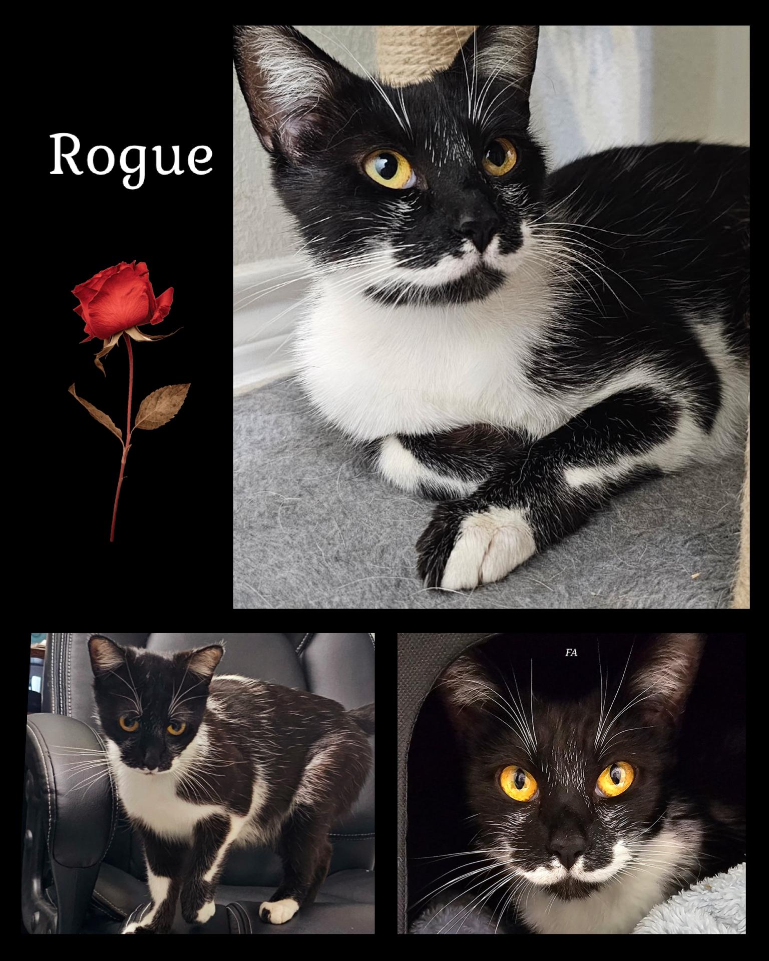 Enlarge Rogue, a Adoptable Tuxedo in Fort Worth, TX image 1/1