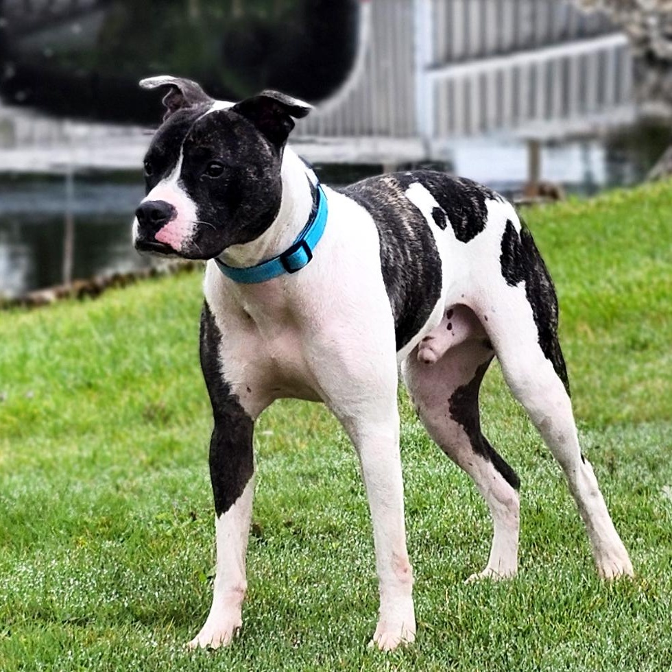 Koda, an adoptable American Staffordshire Terrier in Cheboygan, MI, 49721 | Photo Image 5