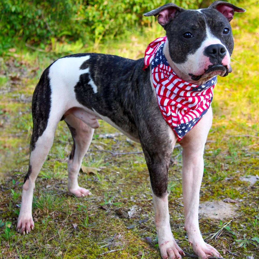 Koda, an adoptable American Staffordshire Terrier in Cheboygan, MI, 49721 | Photo Image 1