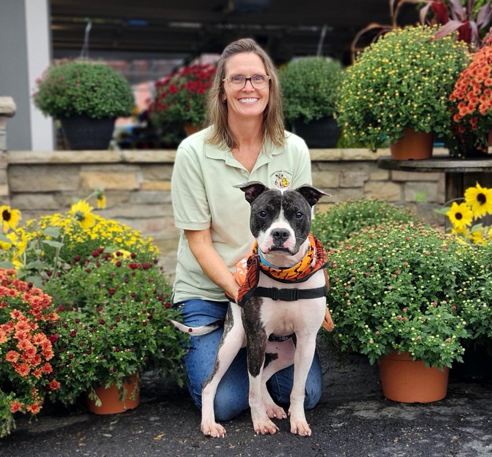 Koda, an adoptable American Staffordshire Terrier in Cheboygan, MI, 49721 | Photo Image 2