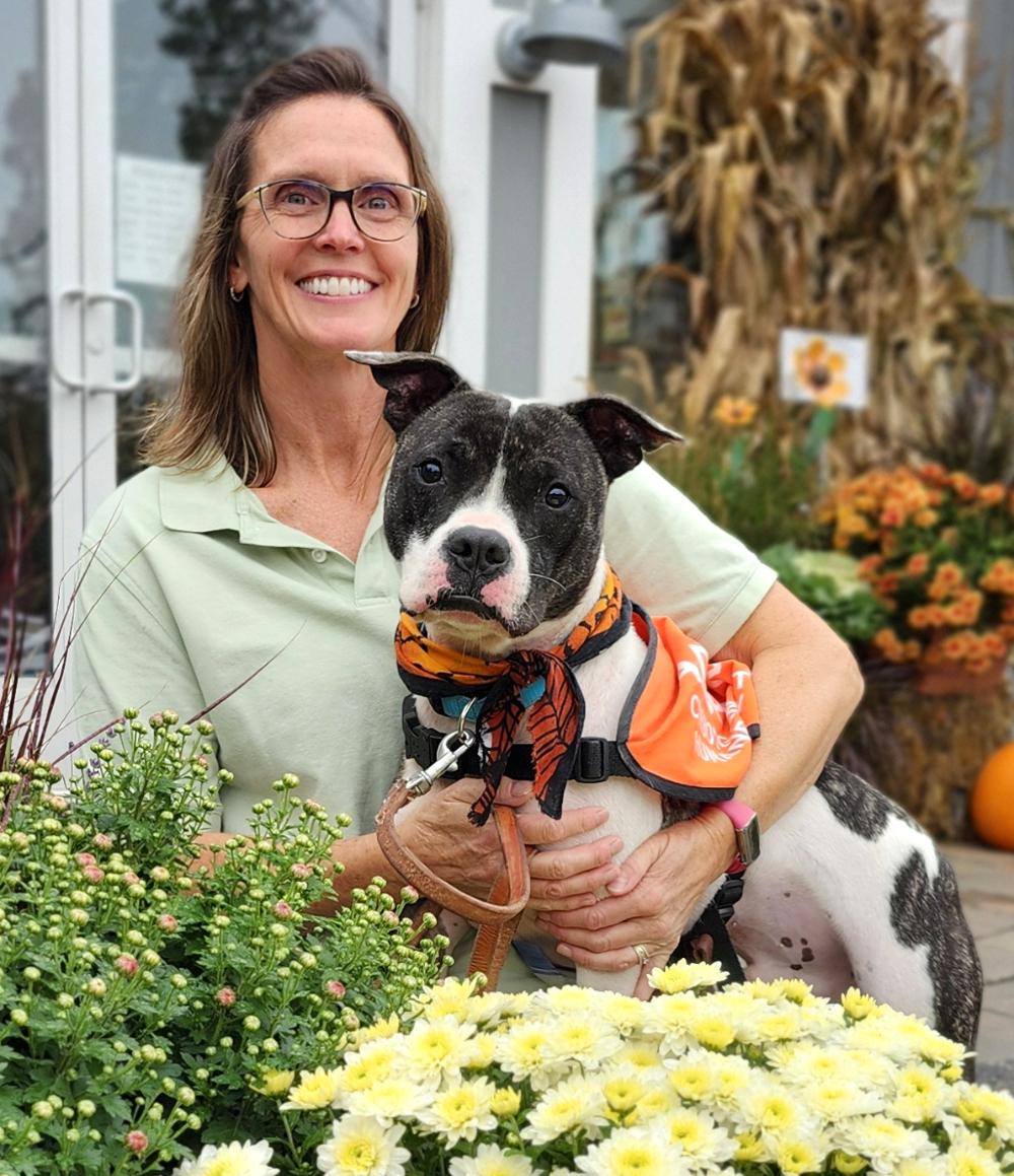 Koda, an adoptable American Staffordshire Terrier in Cheboygan, MI, 49721 | Photo Image 1