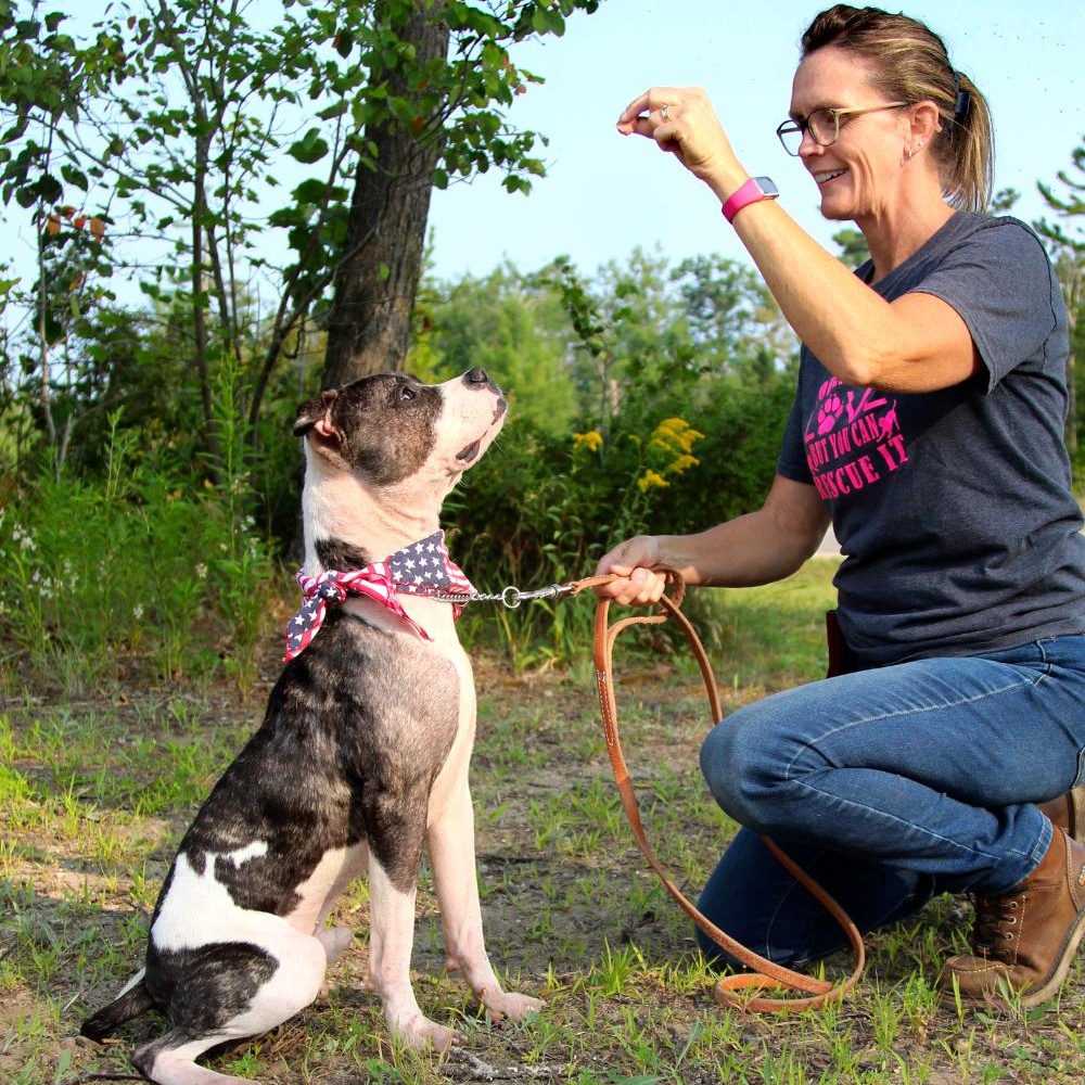 Koda, an adoptable American Staffordshire Terrier in Cheboygan, MI, 49721 | Photo Image 5