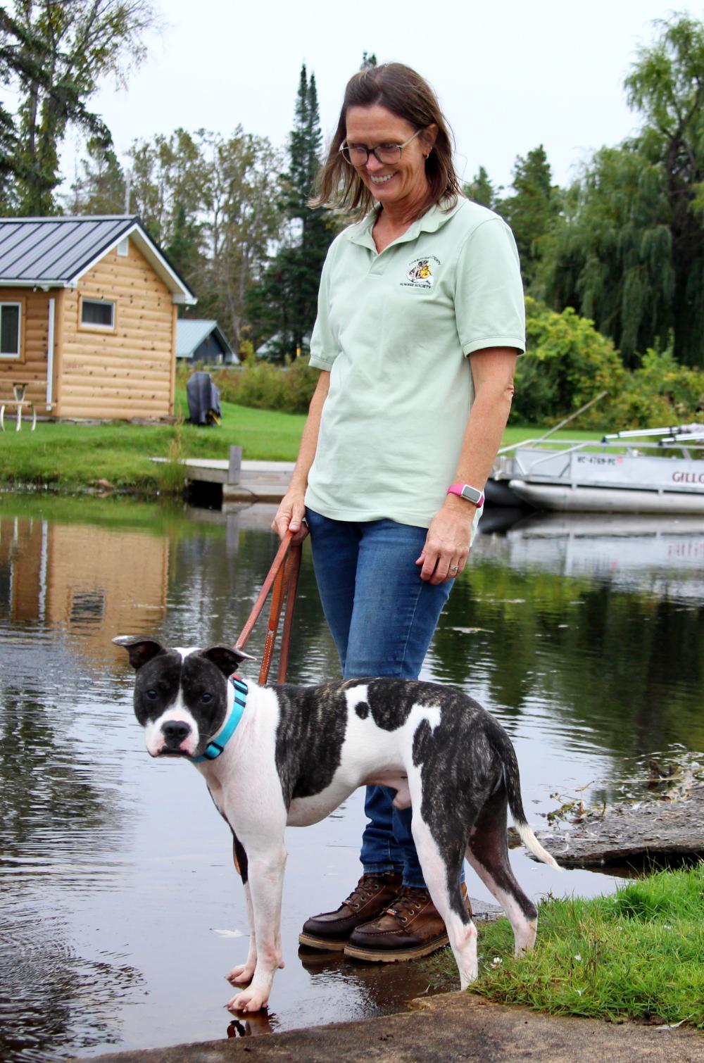 Koda, an adoptable American Staffordshire Terrier in Cheboygan, MI, 49721 | Photo Image 3