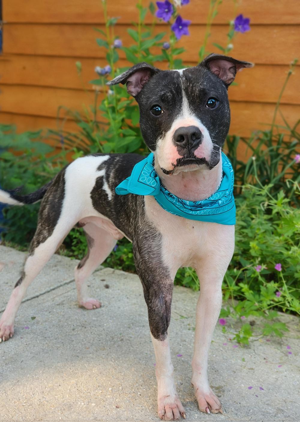 Koda, an adoptable American Staffordshire Terrier in Cheboygan, MI, 49721 | Photo Image 3