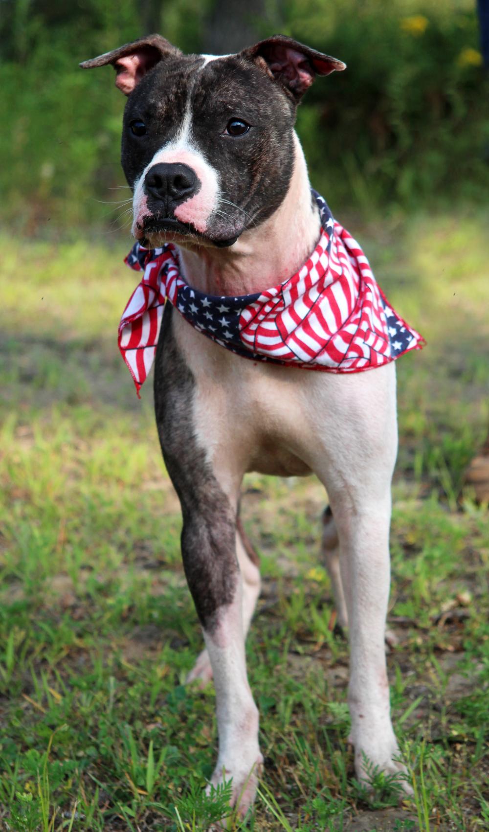 Koda, an adoptable American Staffordshire Terrier in Cheboygan, MI, 49721 | Photo Image 4