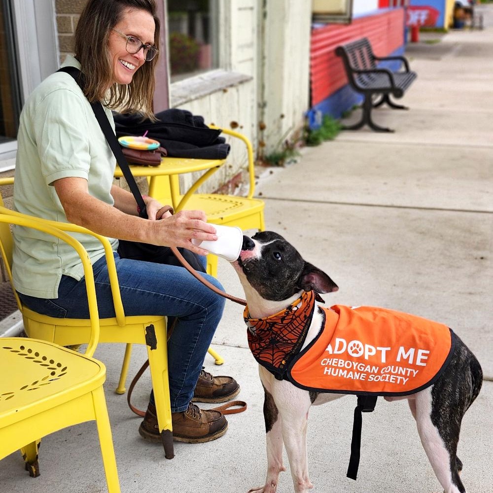 Koda, an adoptable American Staffordshire Terrier in Cheboygan, MI, 49721 | Photo Image 6