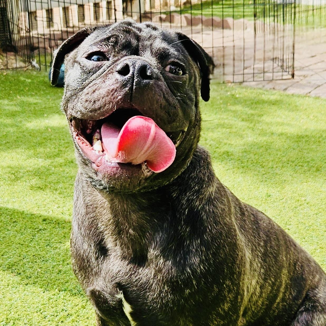 Poncho, Adoptable, Young Male French Bulldog & Pug.