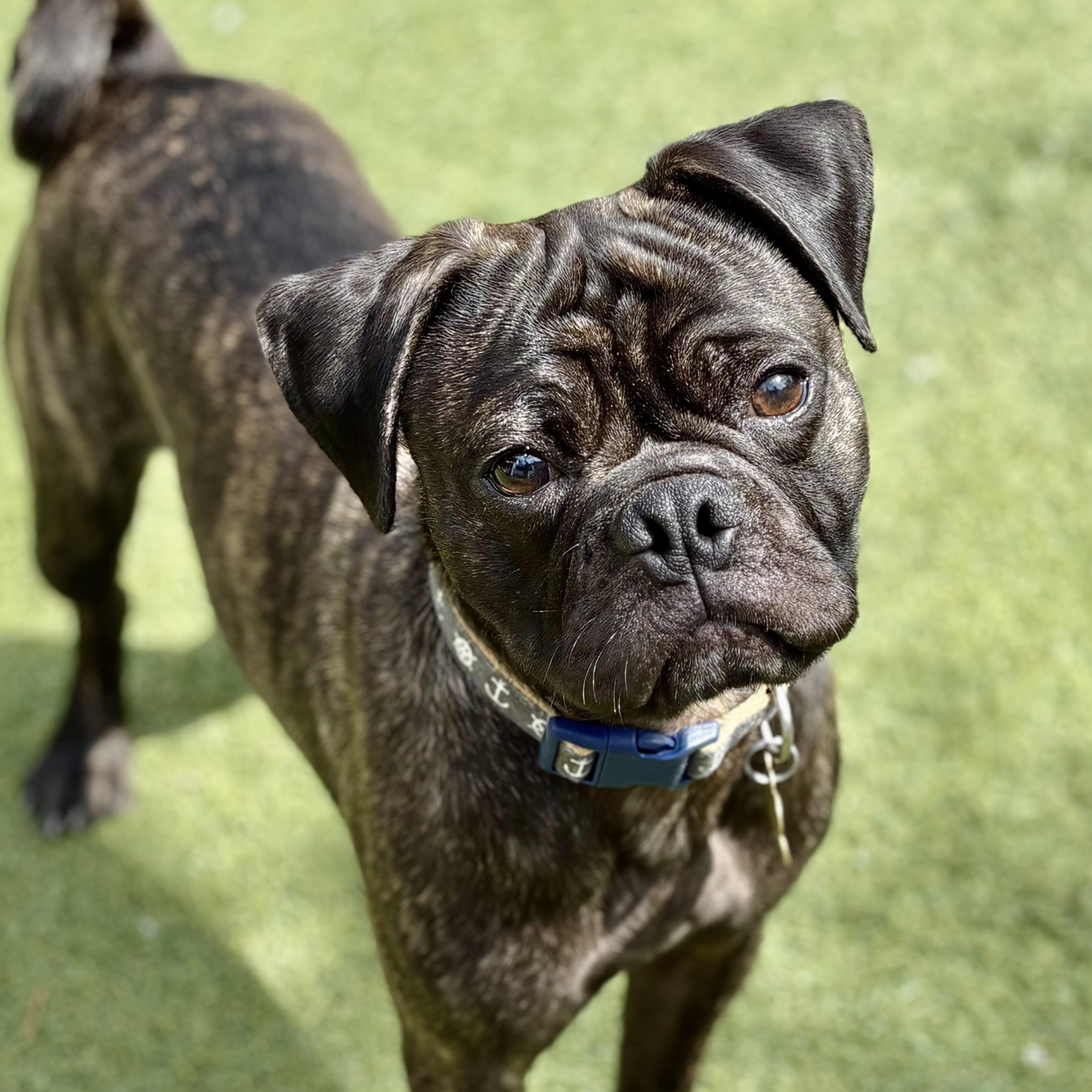 Enlarge Poncho, a Adoptable mixed breed in Beverly Hills, CA image 1/3