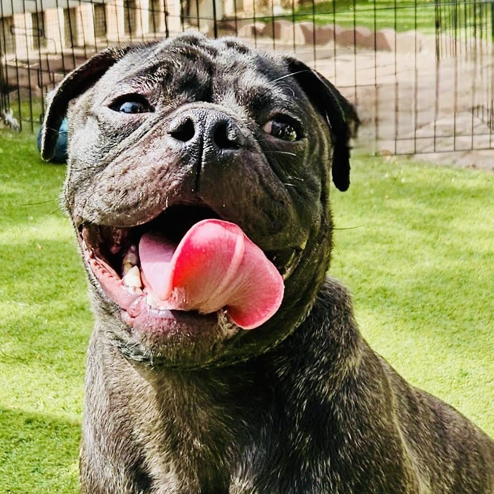 Enlarge Poncho, a Adoptable mixed breed in Beverly Hills, CA image 1/2