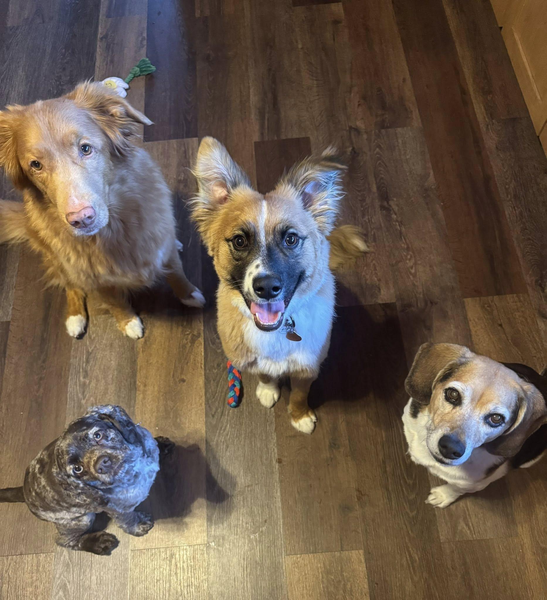 Enlarge Chowder, an adopted mixed breed in Decorah, IA image 3/4