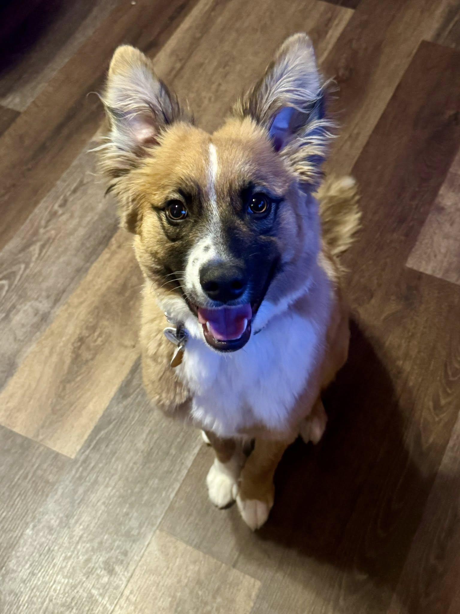 Enlarge Chowder, an adopted mixed breed in Decorah, IA image 4/4