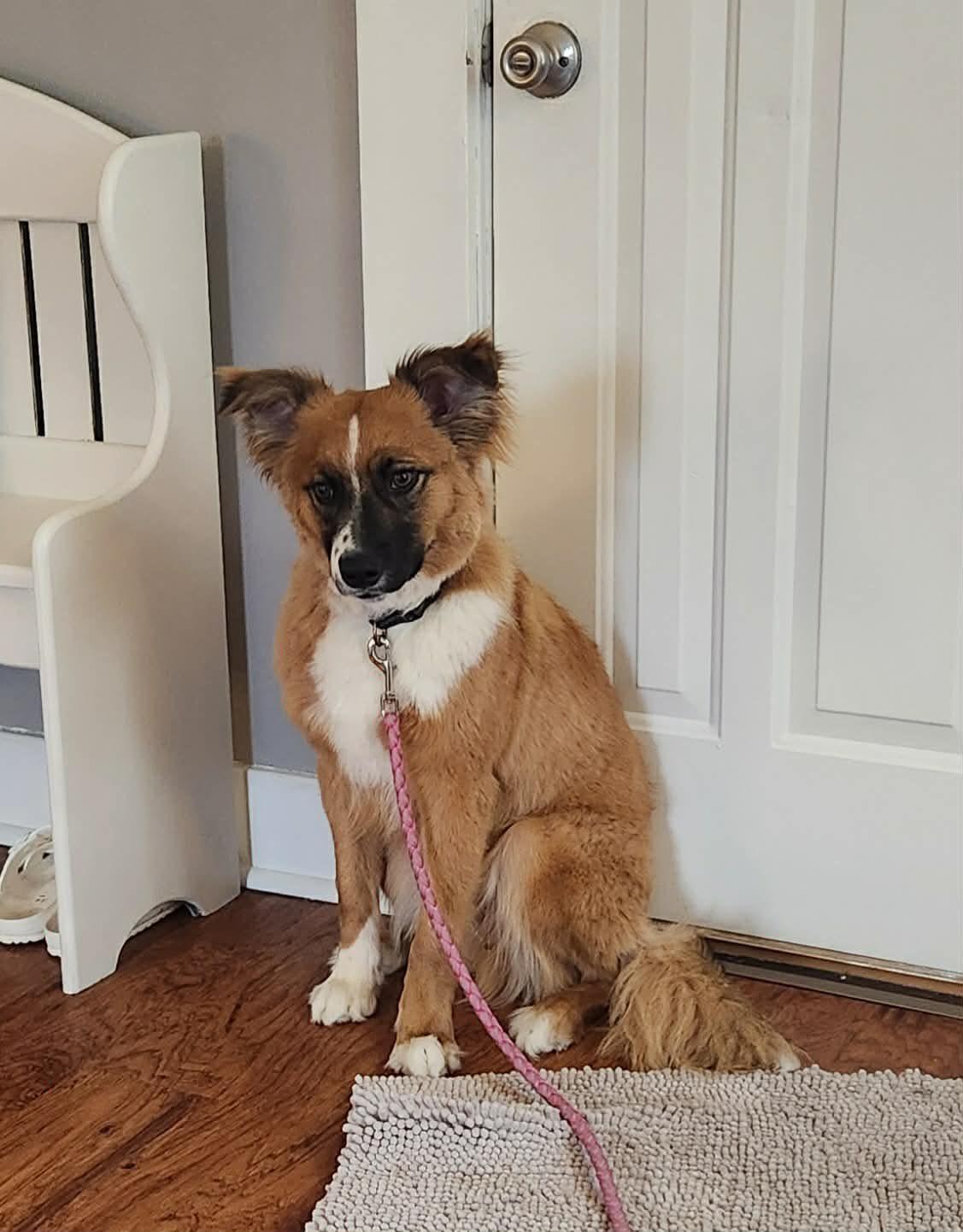 Enlarge Chowder, an adopted mixed breed in Decorah, IA image 2/4