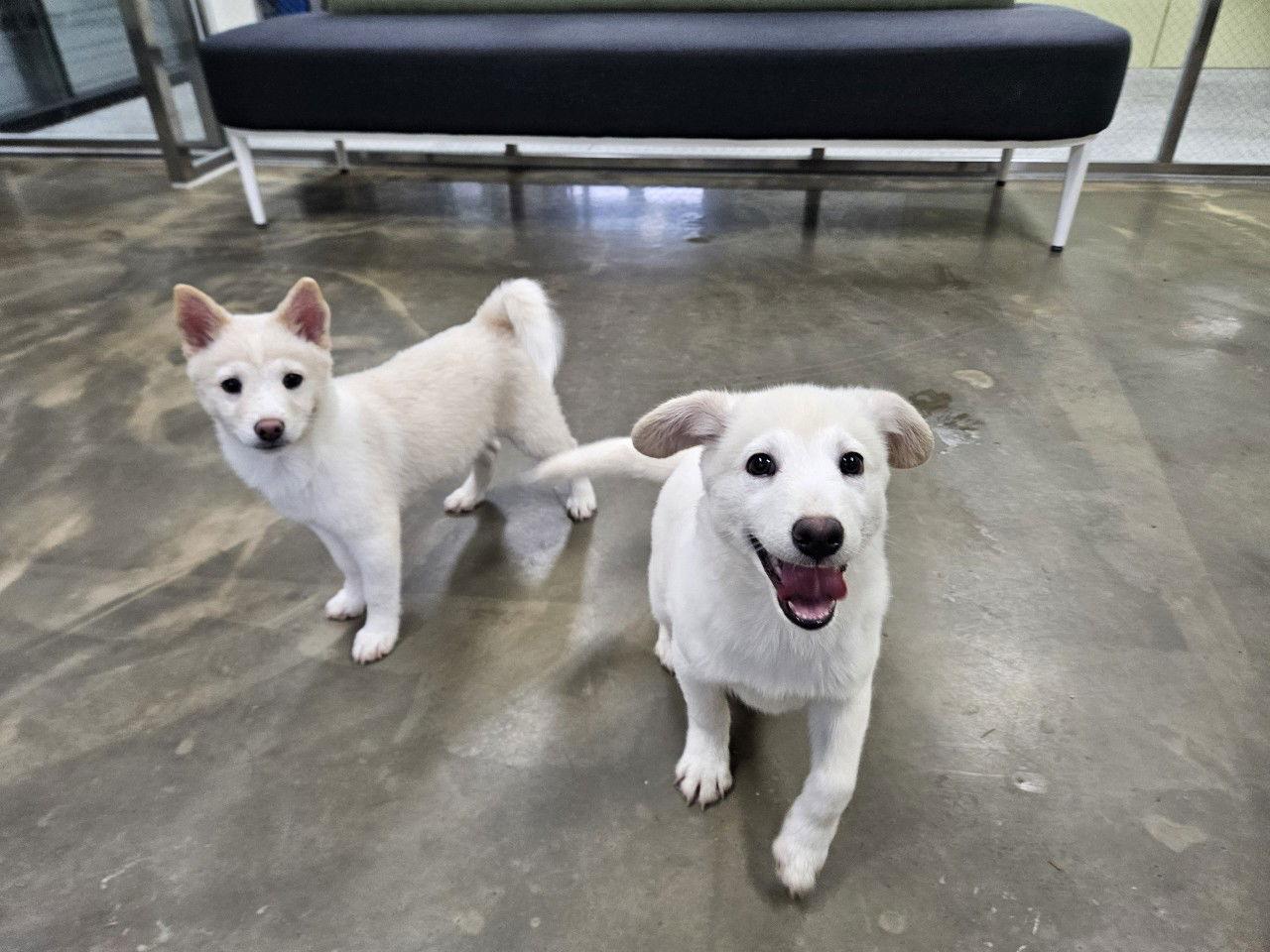 CHUSEOK, Adoptable, Puppy Male Jindo & Shiba Inu.