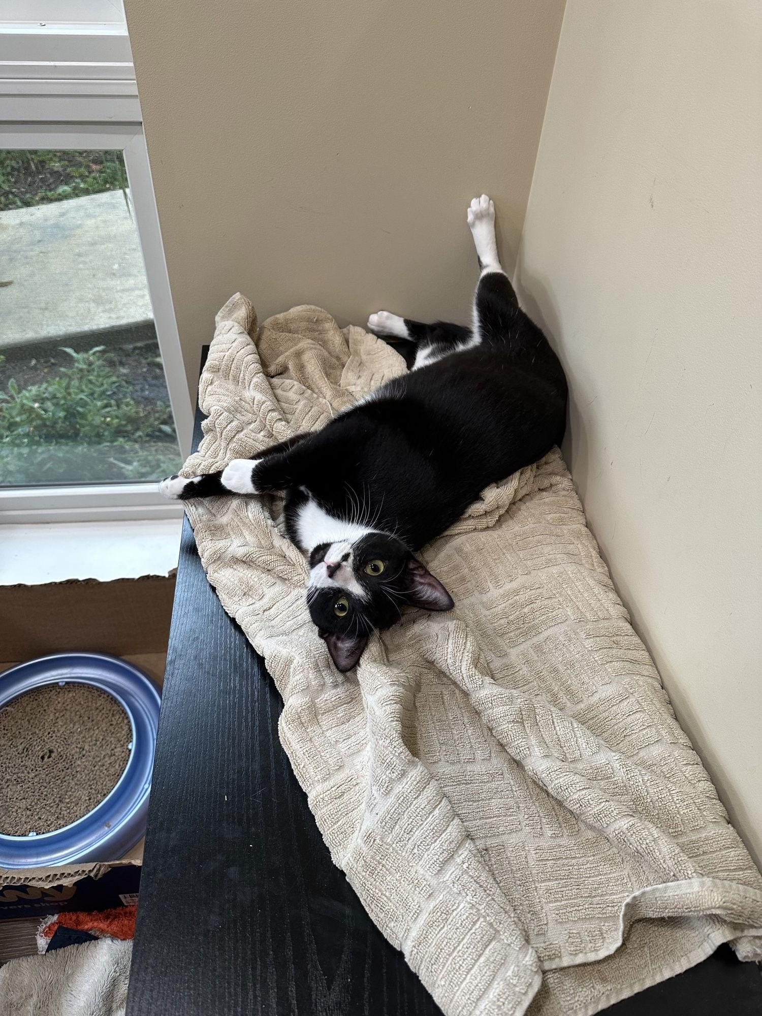 Enlarge Jane, a Adoptable mixed breed in Walnut Creek, CA image 1/3