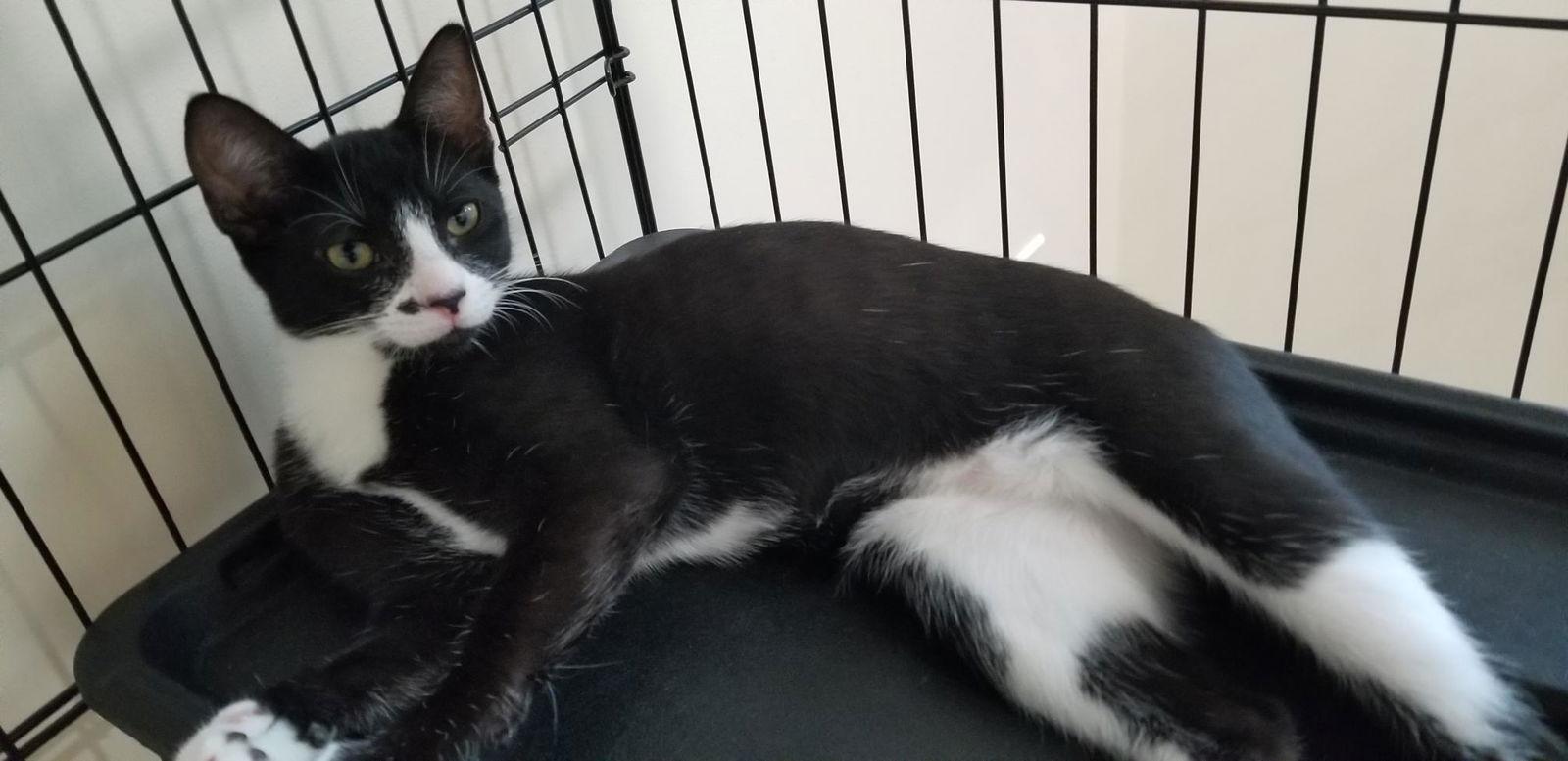 Enlarge Jane, a Adoptable mixed breed in Walnut Creek, CA image 2/3