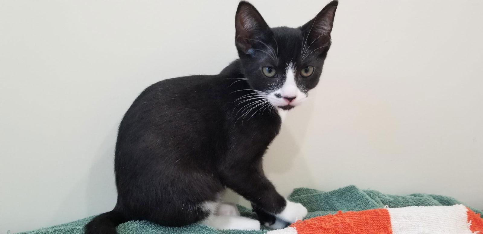 Enlarge Jane, a Adoptable mixed breed in Walnut Creek, CA image 3/3